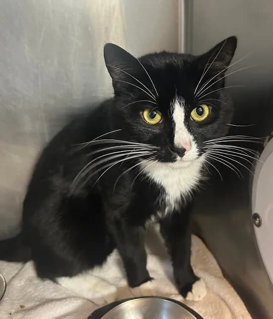 der liebenswerte Salino 🍀