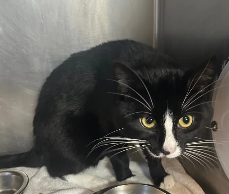 der liebenswerte Salino 🍀 photo 2