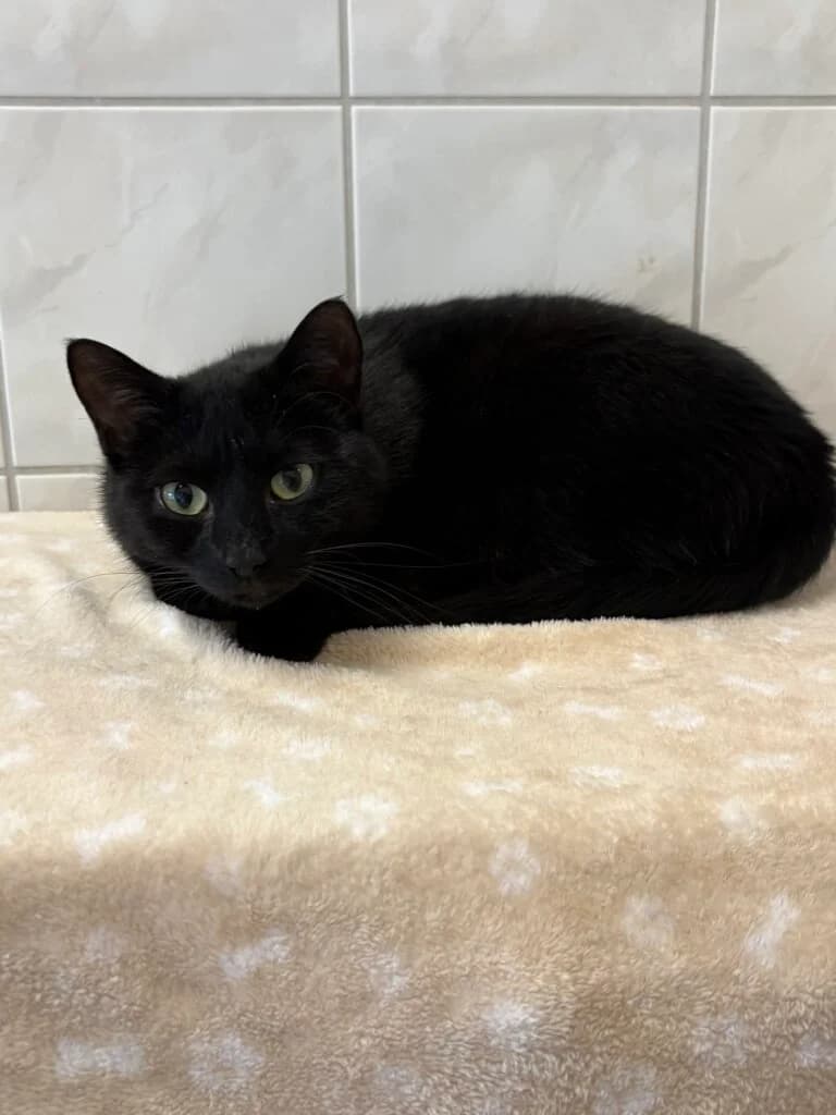 Cinderella & Prinz suchen ihr gemeinsames Für-immer-Zuhause 🐾 - vorgemerkt