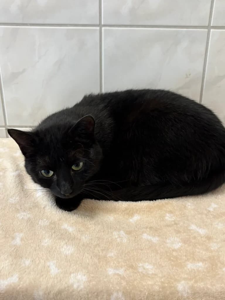 Cinderella & Prinz suchen ihr gemeinsames Für-immer-Zuhause 🐾 - vorgemerkt photo 2