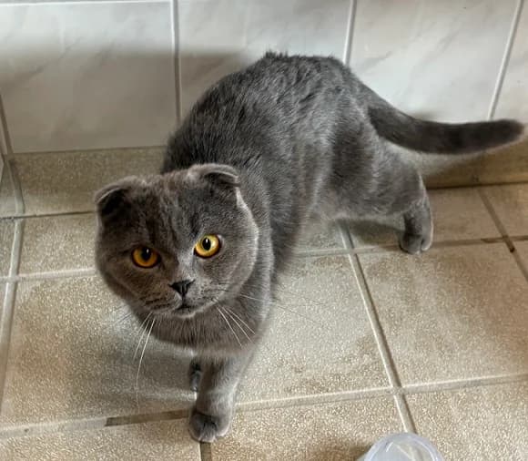 Prinz & Cinderella suchen ihr gemeinsames Für-immer-Zuhause 🐾 - vorgemerkt