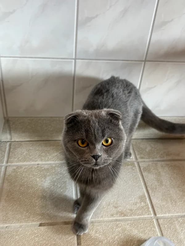 Prinz & Cinderella suchen ihr gemeinsames Für-immer-Zuhause 🐾 - vorgemerkt photo 2