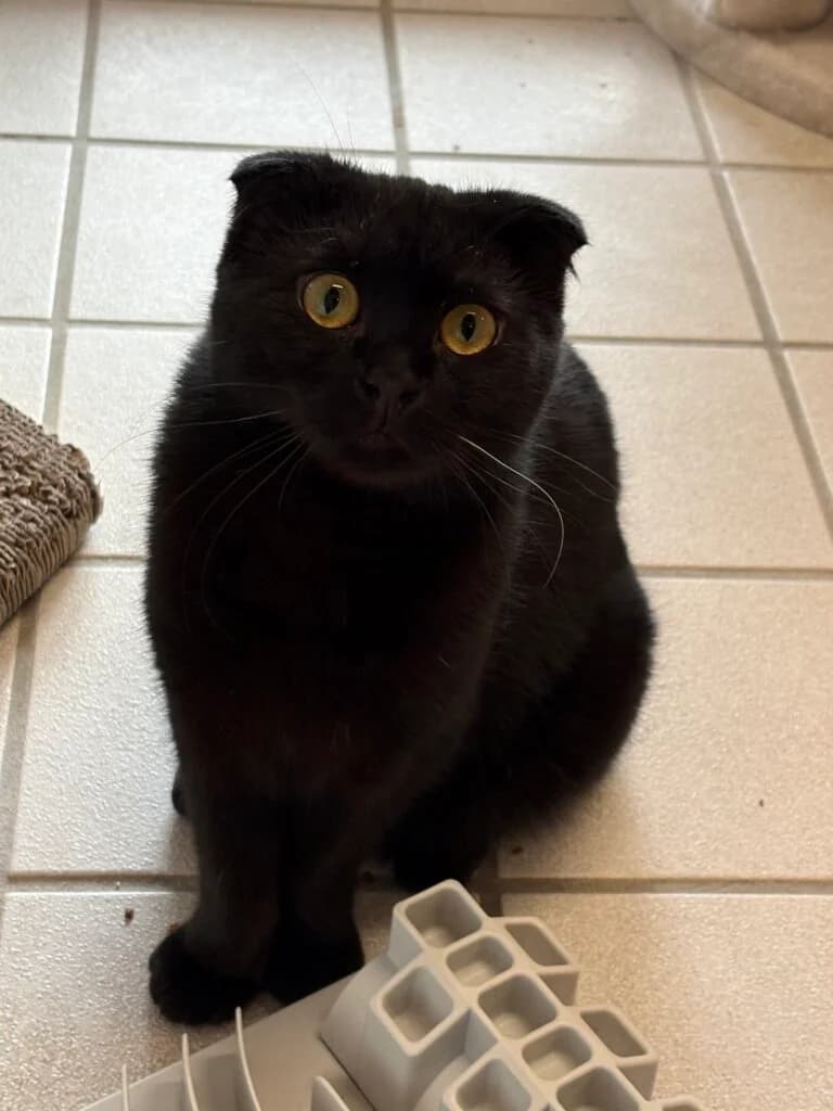 Enrico & Sultan suchen gemeinsam ihr Für-immer-Zuhause 🐾