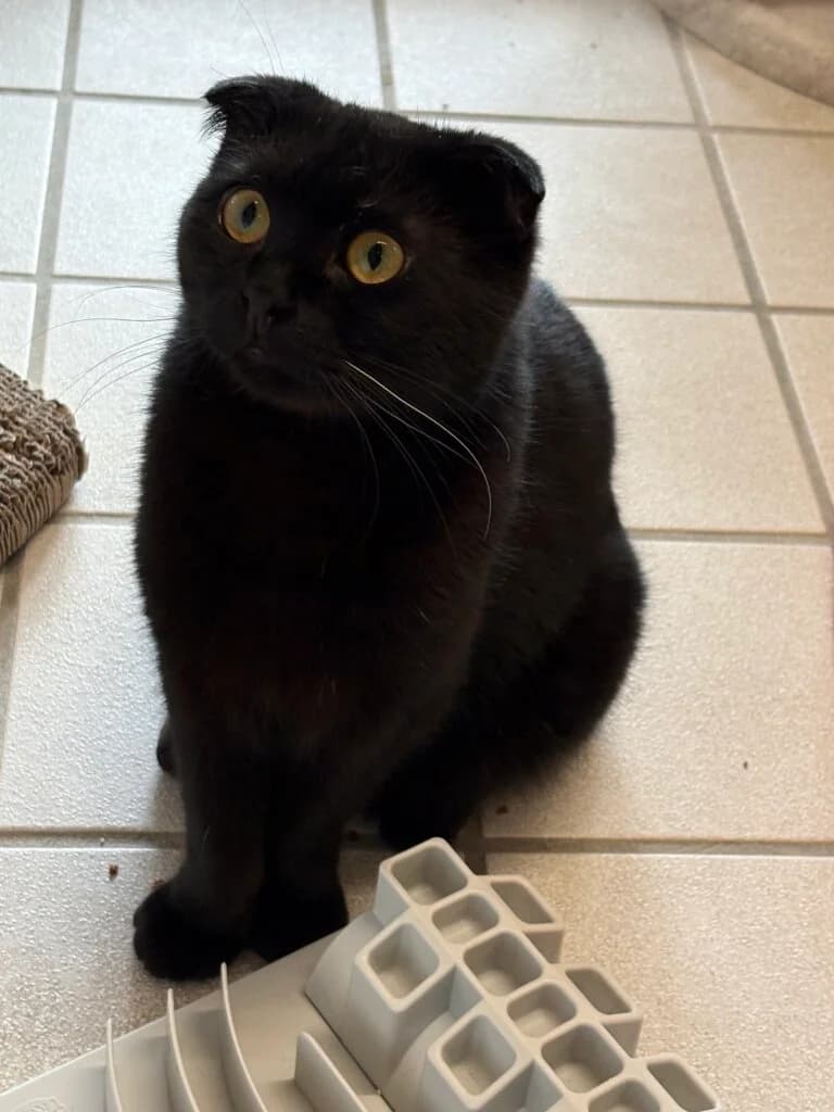 Enrico & Sultan suchen gemeinsam ihr Für-immer-Zuhause 🐾 photo 2