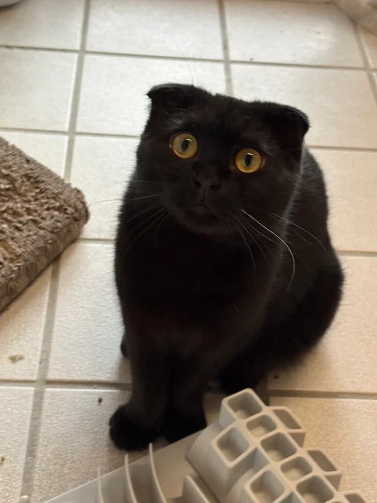 Enrico & Sultan suchen gemeinsam ihr Für-immer-Zuhause 🐾 photo 3