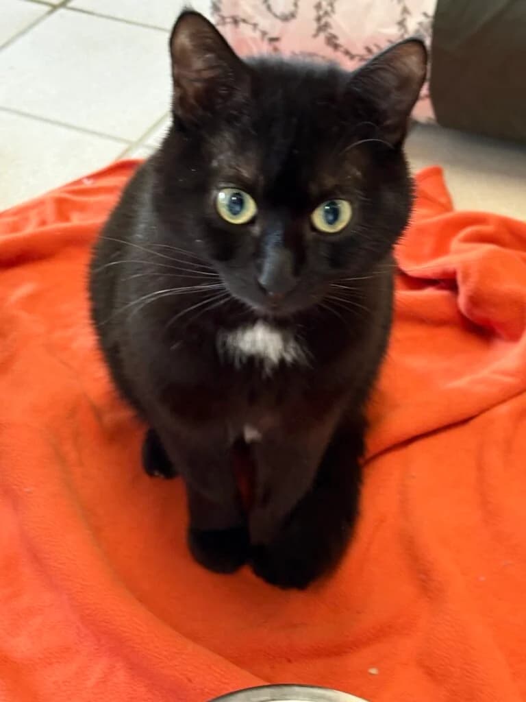 Sultan & Enrico suchen gemeinsam ihr Für-immer-Zuhause 🐾