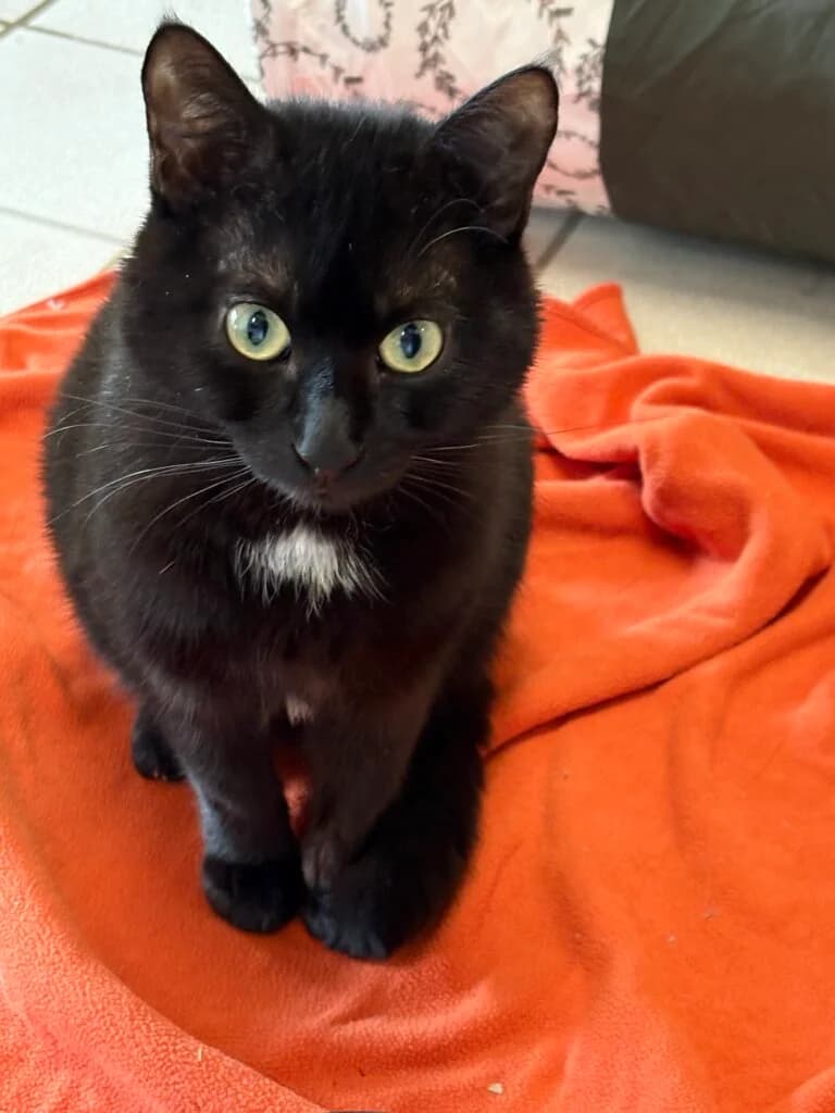 Sultan & Enrico suchen gemeinsam ihr Für-immer-Zuhause 🐾 photo 2