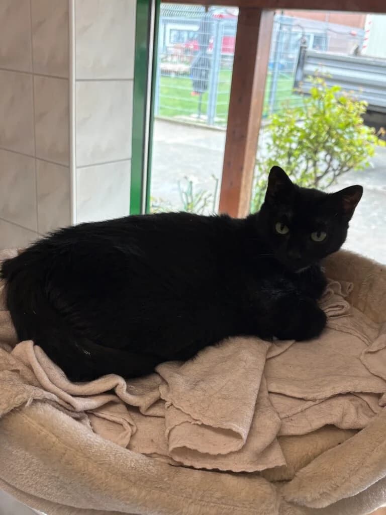Zapuni – eine kleine Einzelgängerin mit großem Charakter 🍀, female 3yo mixed breed for adoption at Tierheim Düsseldorf, Düsseldorf