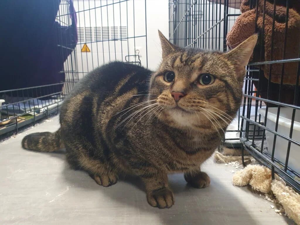 Pastil sucht katzenerfahrenes Zuhause mit Herz und Verständnis 🐾