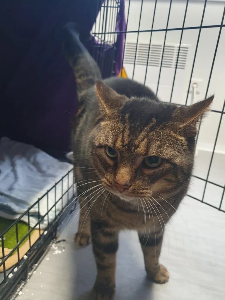 Pastil sucht katzenerfahrenes Zuhause mit Herz und Verständnis 🐾 photo 2