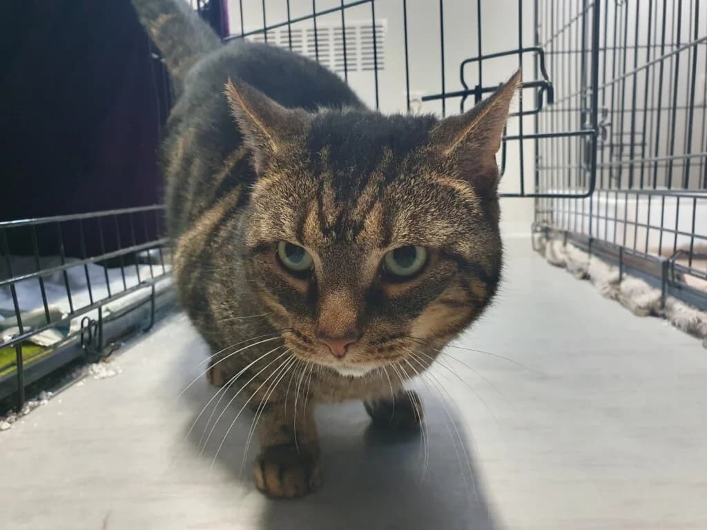 Pastil sucht katzenerfahrenes Zuhause mit Herz und Verständnis 🐾 photo 3