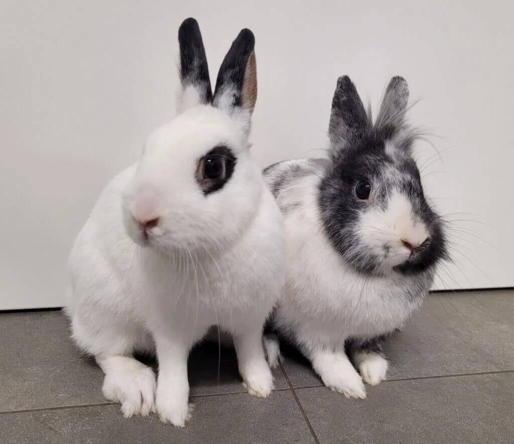 Knöpfchen & Teddy (Teddy Zahnpatient), 3yo mixed breed for adoption at Tierheim Düsseldorf, Düsseldorf