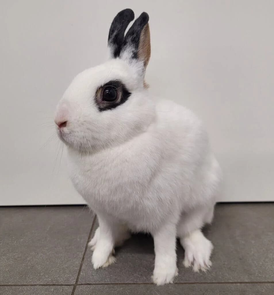 Knöpfchen & Teddy photo 2