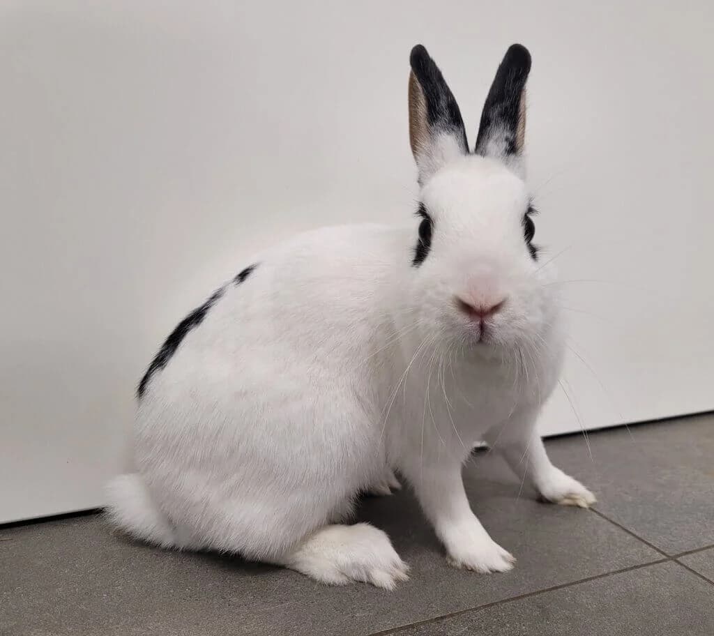 Knöpfchen & Teddy photo 3