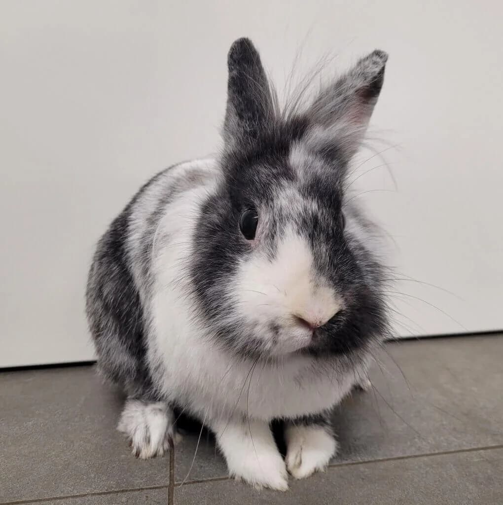 Knöpfchen & Teddy photo 4