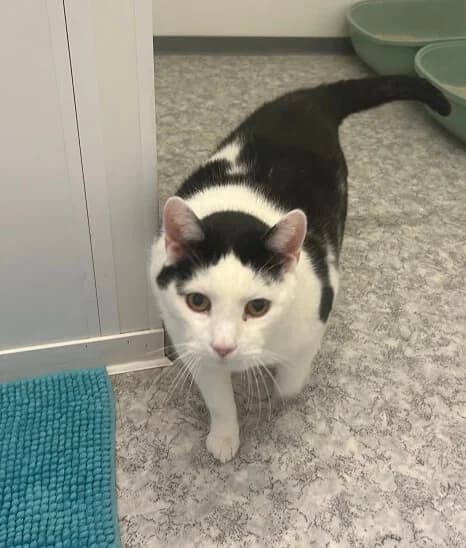 Kater Max sucht ein ruhiges Für-immer-Zuhause mit Freigang, 3yo mixed breed for adoption at Tierheim Düsseldorf, Düsseldorf