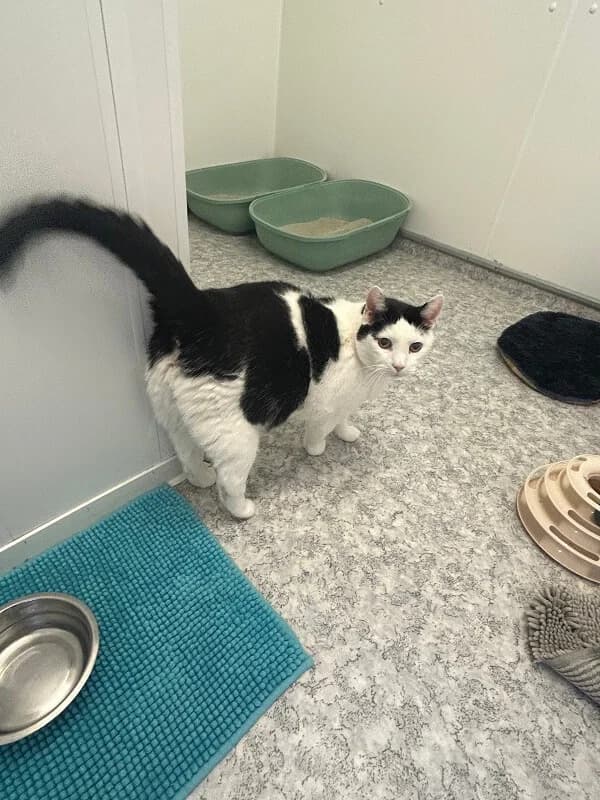 Kater Max sucht ein ruhiges Für-immer-Zuhause mit Freigang photo 2