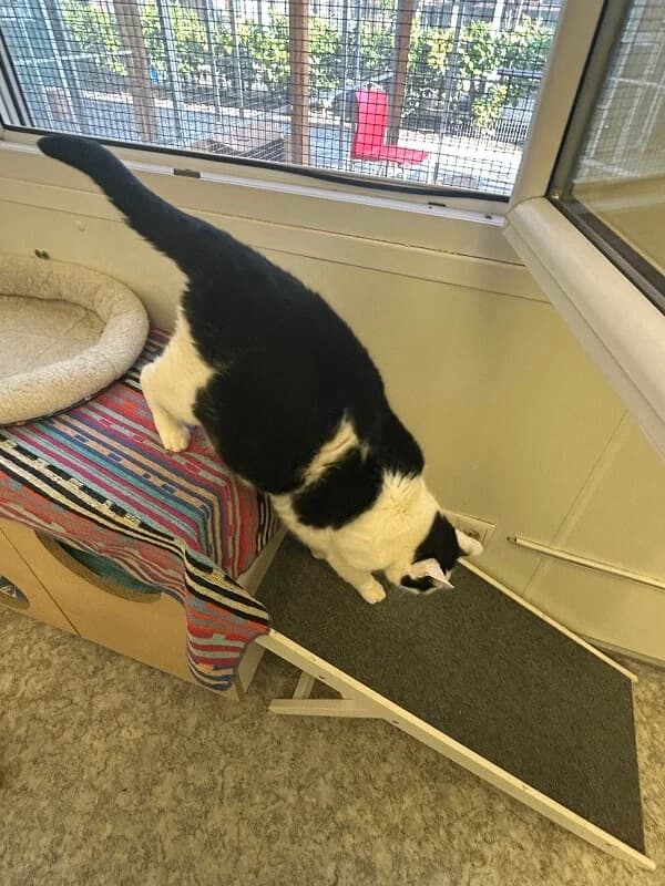 Kater Max sucht ein ruhiges Für-immer-Zuhause mit Freigang photo 3