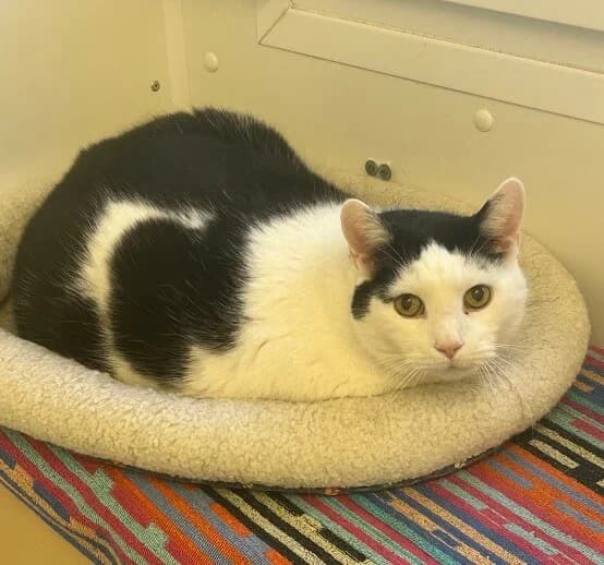 Kater Max sucht ein ruhiges Für-immer-Zuhause mit Freigang photo 4