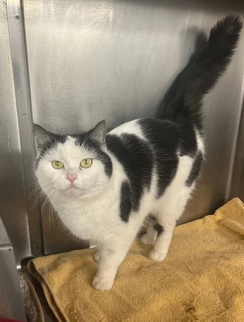 Traumkatze Ellie sucht ein liebevolles Zuhause in Wohnungshaltung 🐾