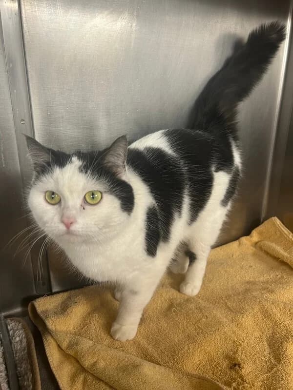 Traumkatze Ellie sucht ein liebevolles Zuhause in Wohnungshaltung 🐾 photo 2