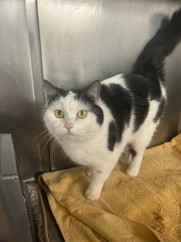 Traumkatze Ellie sucht ein liebevolles Zuhause in Wohnungshaltung 🐾 photo 3