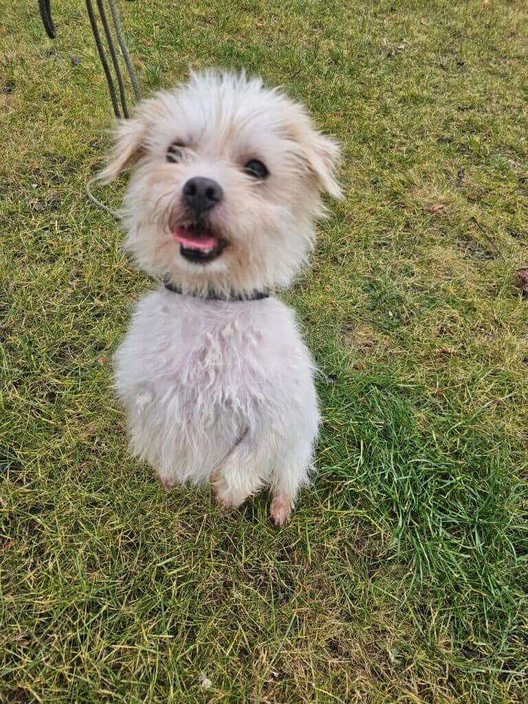 Pufi, weiss male 3yo Maltese for adoption at Tierheim Düsseldorf, Düsseldorf