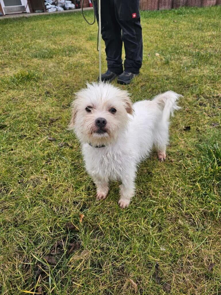 Pufi *Reserviert* photo 2