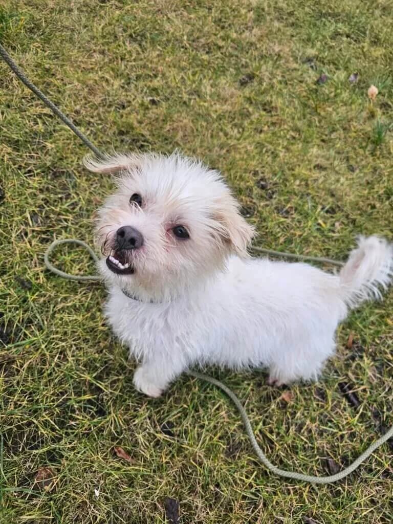 Pufi *Reserviert* photo 3