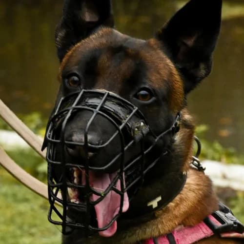 Räuber Hotzenplotz, Belgian Malinois (Bremer Tierschutzverein e.V.)