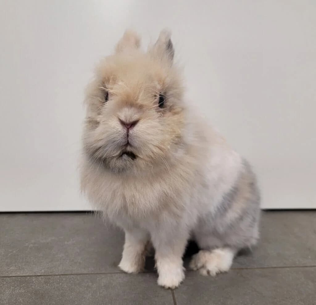 Kaleo (Zahnpatient),  (Tierheim Düsseldorf)