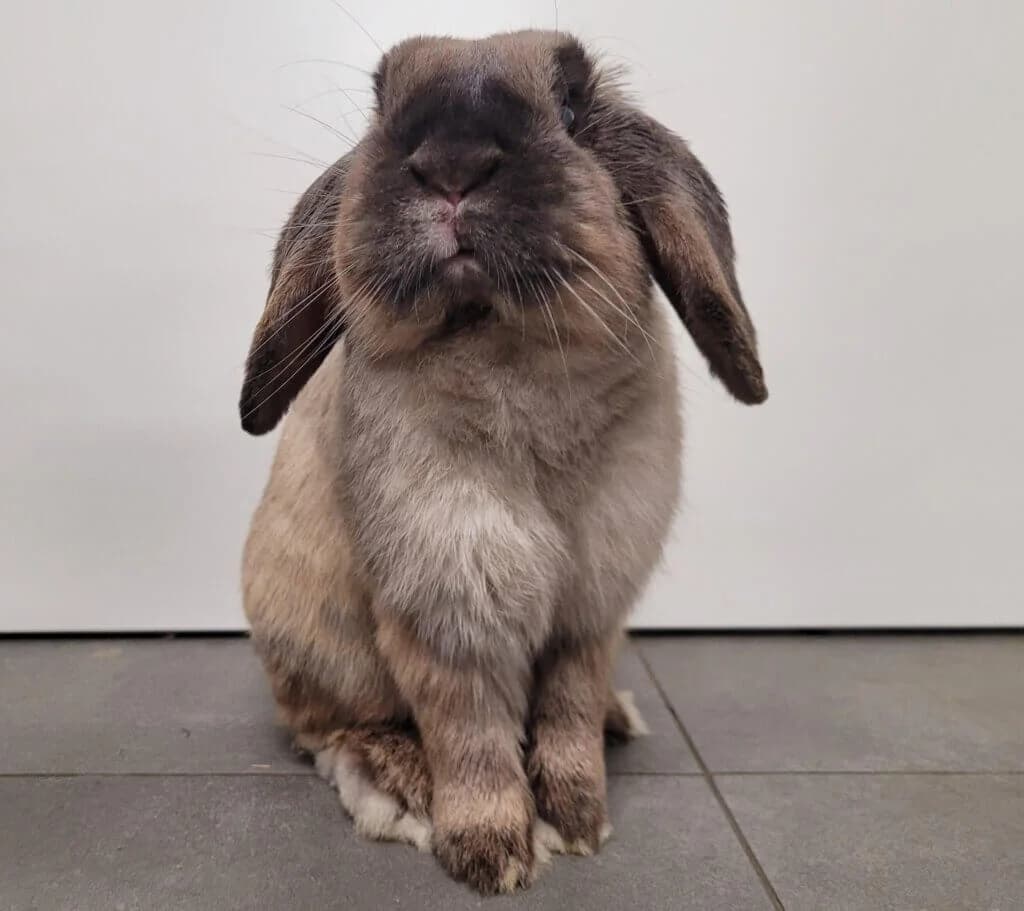 Zeytin, male 3yo mixed breed for adoption at Tierheim Düsseldorf, Düsseldorf