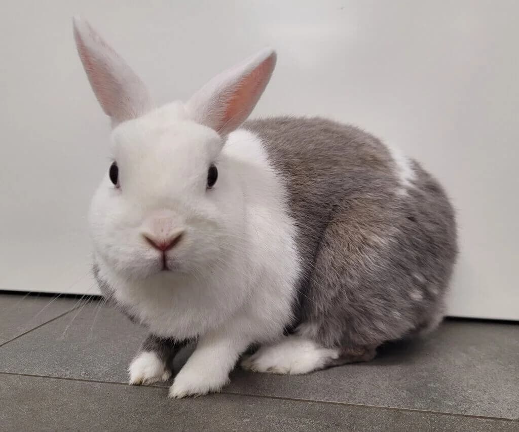 Karlotta (E.c. negativ), female 3yo mixed breed for adoption at Tierheim Düsseldorf, Düsseldorf