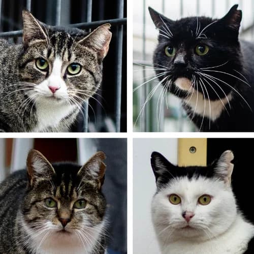 Chopper  Brook  Trunks und Mai, Mixed Breed Cat (Bremer Tierschutzverein e.V.)