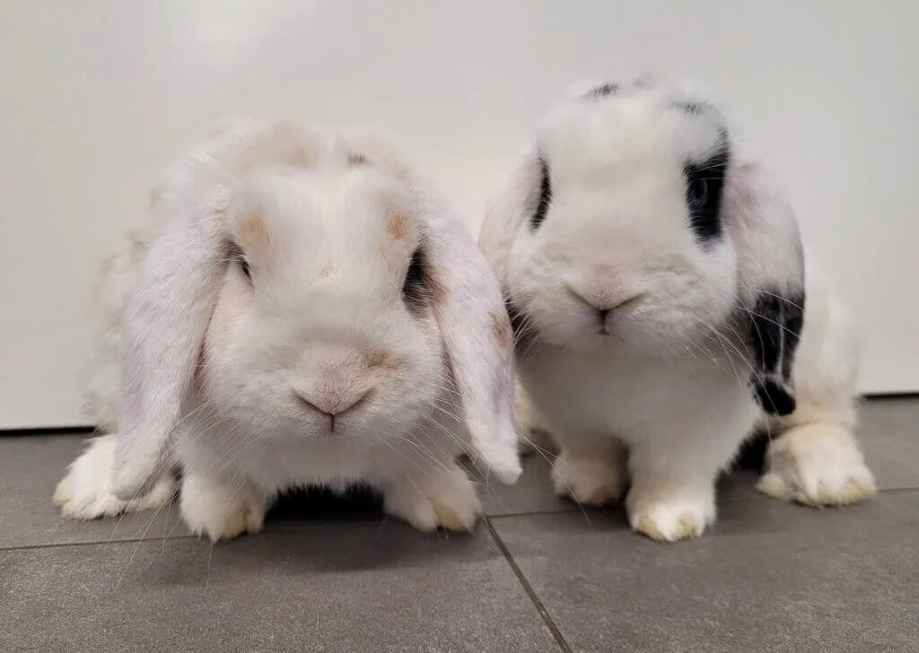 Giotto & Sallos, male 3yo mixed breed for adoption at Tierheim Düsseldorf, Düsseldorf