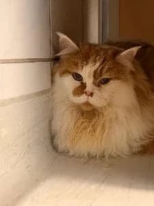 Katzendame Lotti sucht ein neues liebevolles Zuhause 🐾