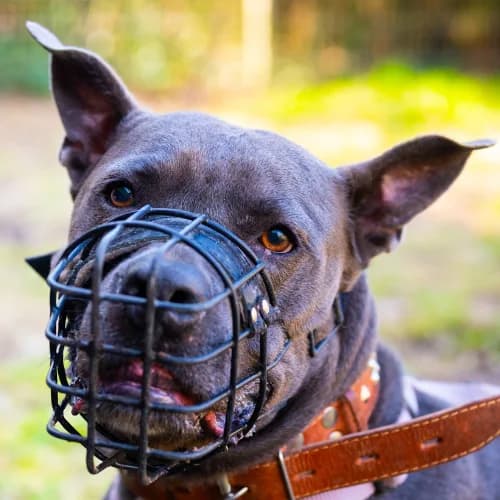 Chico, American Staffordshire Terrier (Bremer Tierschutzverein e.V.)