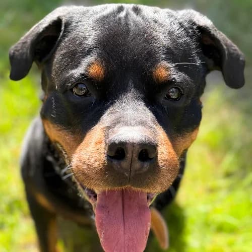 Eros vom Harzer Land, Rottweiler (Bremer Tierschutzverein e.V.)