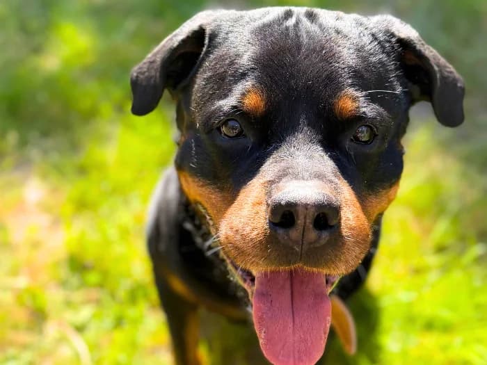 Eros vom Harzer Land photo 5