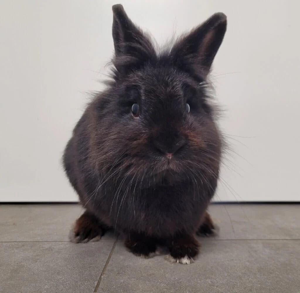 Richard, male 3yo mixed breed for adoption at Tierheim Düsseldorf, Düsseldorf