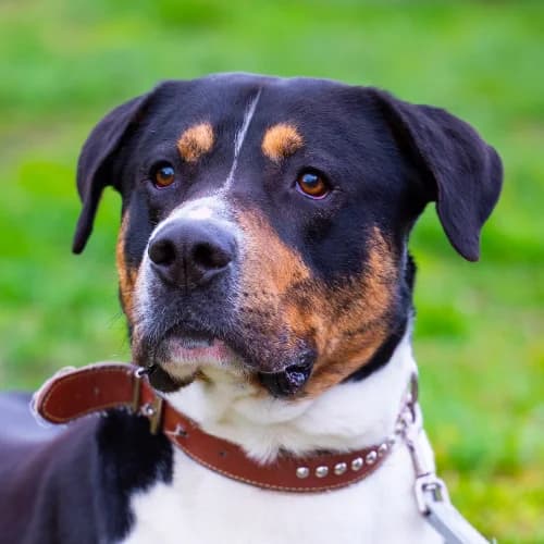 Ari, Mixed Breed (Bremer Tierschutzverein e.V.)