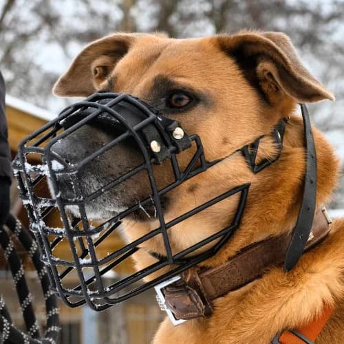 Captain, Mixed Breed (Bremer Tierschutzverein e.V.)