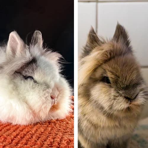 Felix und Mimi,  mixed breed for adoption at Tierheim Bremen, Bremen