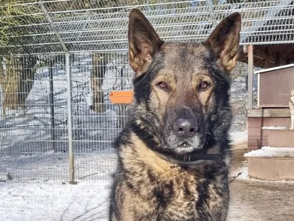 Sheriff Delta, schwarz-grau male 6yo German Shepherd for adoption at Tierheim Hamburg, Hamburg