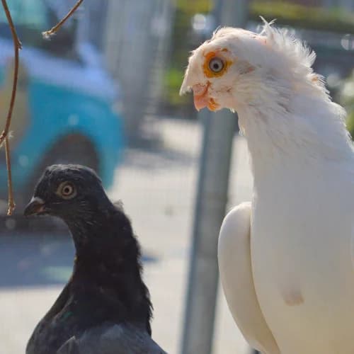 Ziertauben,  mixed breed for adoption at Tierheim Bremen, Bremen