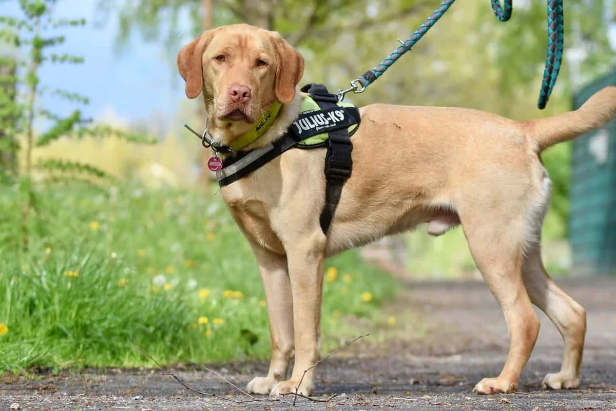 Balou, male senior Mixed Breed for adoption at Tierheim Siegen, Siegen