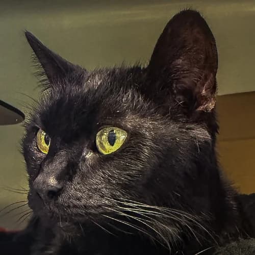 Hexe Endpflegestelle