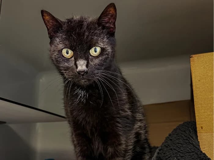 Hexe Endpflegestelle photo 5