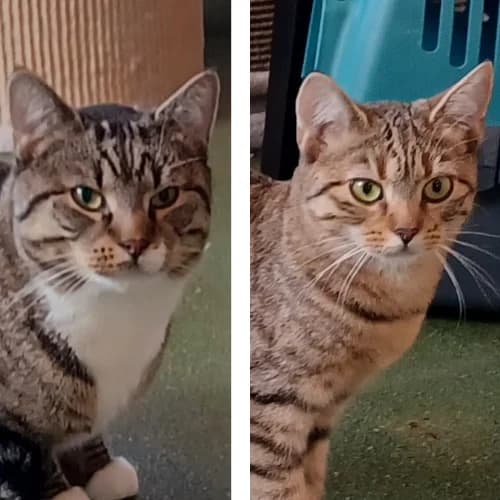 Papa Bär und Twiggy