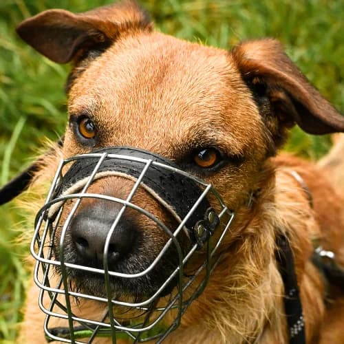 Balu, Mixed Breed (Bremer Tierschutzverein e.V.)